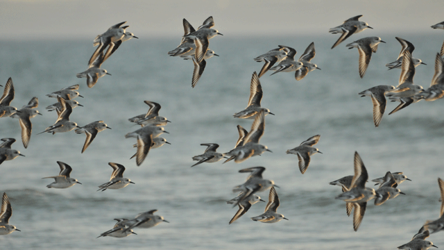 Vol de bécasseaux sanderling