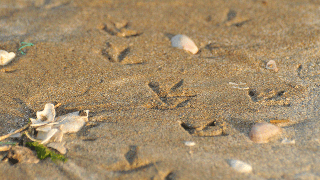Empreintes de bécasseaux sur le sable