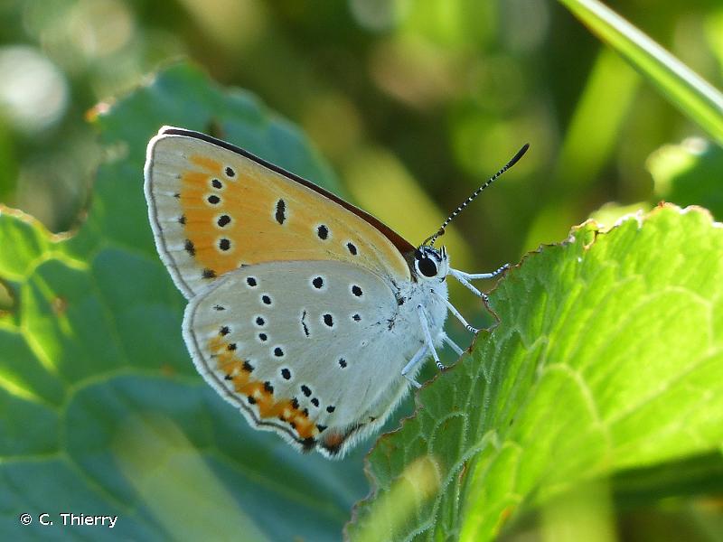 Cuivré des marais posé sur une feuille