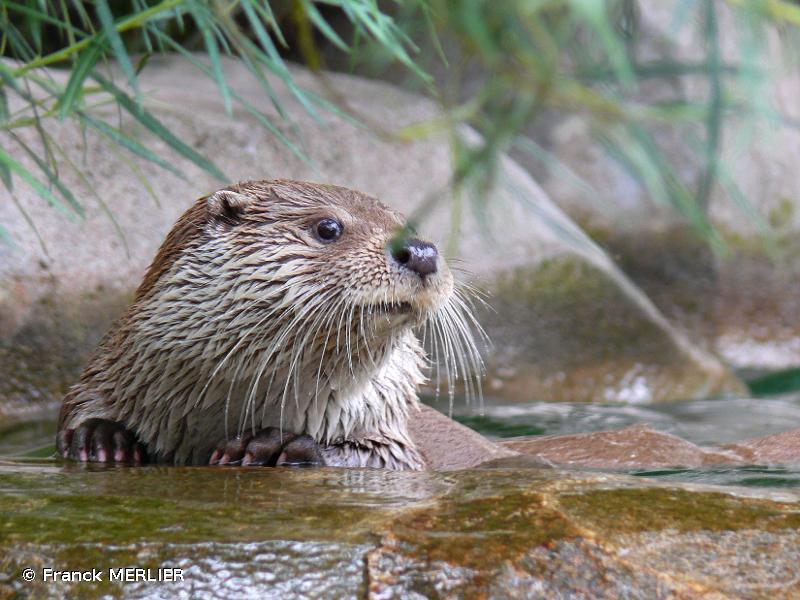 Photo dune Loutre (Lutra lutra)