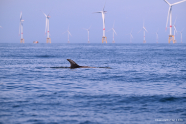Photo d'un dauphin de Risso
