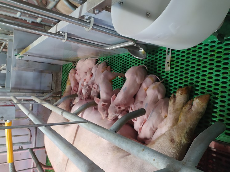 Photo d'un élevage porcin avec une truie allongée qui allaite ses porcelets