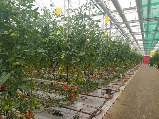 Photo de la production de tomates sous serre