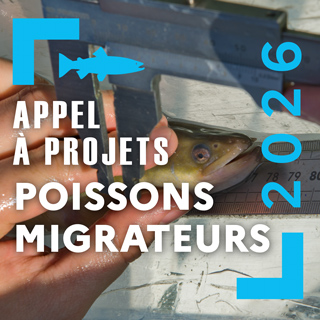 Visuel de l'appel à projets Poissons migrateurs 2026